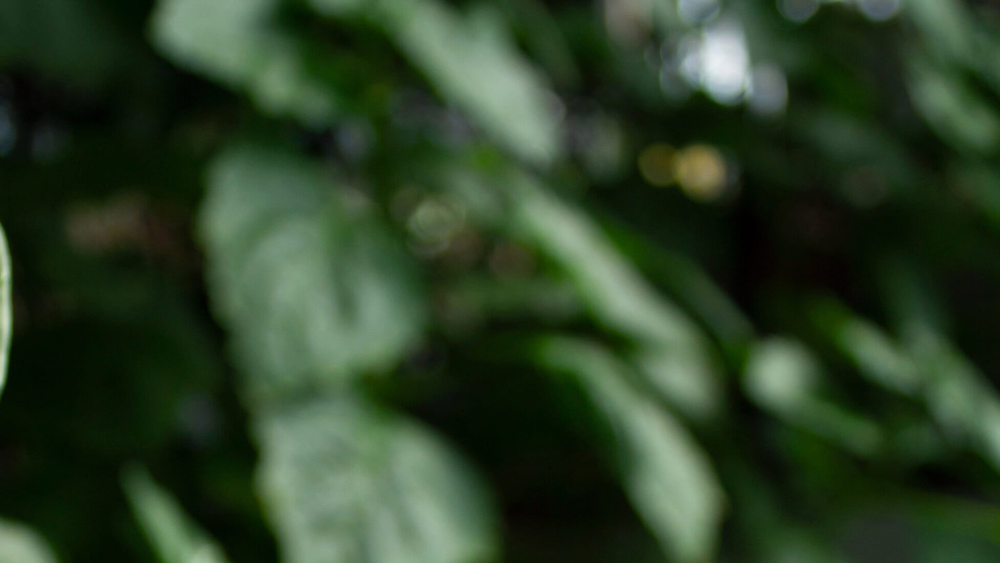 Garden background placeholder